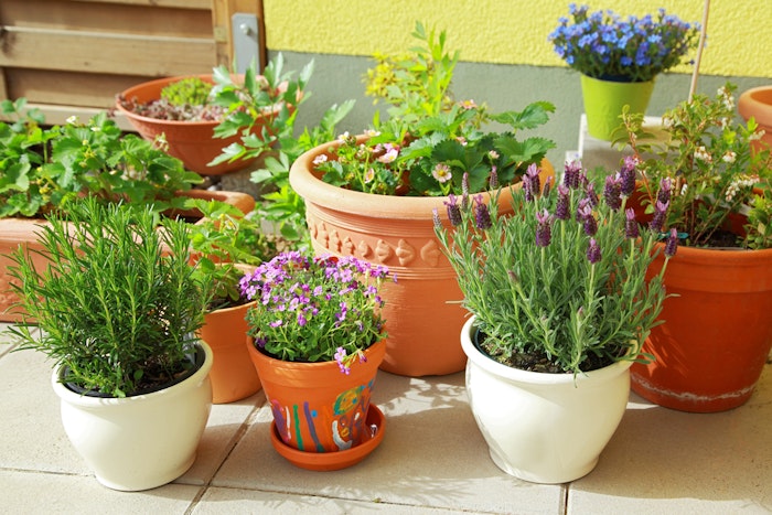 easy outdoor plants, backyard ideas on a budget